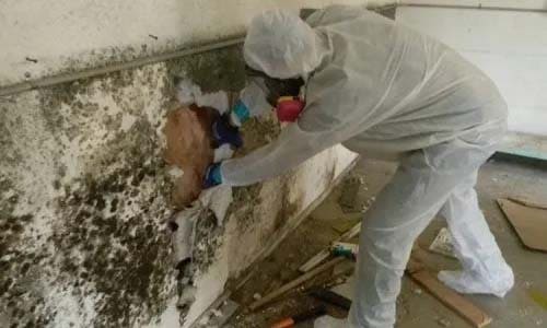 Mold Remediation Hollywood, FL